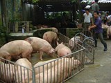 Các tỉnh miền Bắc: Giá lợn “sốt” vì Trung Quốc tăng mua